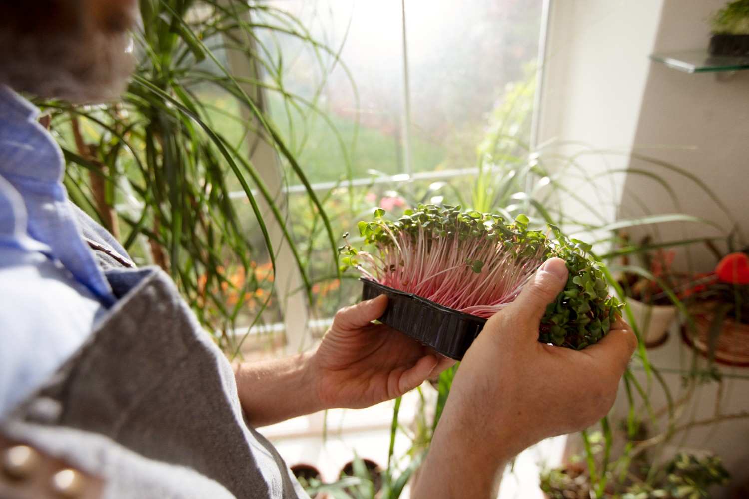 How to Safely Move Your Plants to a New Home